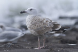 Pontische Meeuw / Caspian Gull