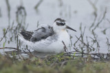 Rosse Franjepoot / Grey Phalarope