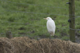 Koereiger / Cattle Egret