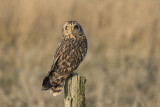 Velduil / Short-eared Owl