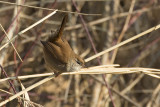 Cettis Zanger / Cettis Warbler