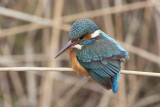 IJsvogel / Kingfisher