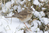 Grote Pieper / Richards Pipit