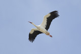 Ooievaar / White Stork