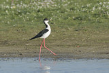 Steltkluut / Black-winged Stilt