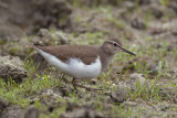 Oeverloper / Common Sandpiper