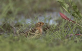 Roodkeelpieper / Red-throated Pipit