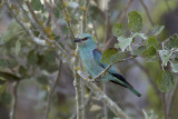 Scharrelaar / European Roller