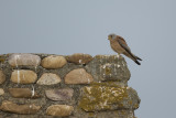 Kleine Torenvalk / Lesser Kestrel