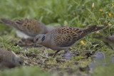 Zomertortel / Turtle Dove