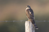 Sperwer / Sparrow Hawk