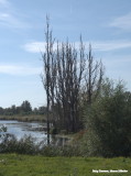 Trees that are not able to survive in the wetlands, die.