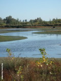 An afternoon in the Biesbosch