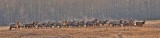 Tracy Hindle - Panorama 02.jpg