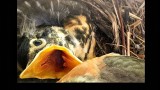 Mark Collard - Look Up 01.jpg