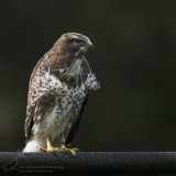 Buizerd/Buzzard