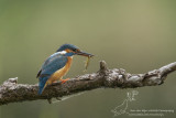 IJsvogel/Common Kingfisher