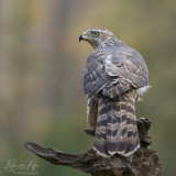 Havik / Northern Goshawk