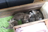 The litter haveing a lazy time, 4 weeks old
