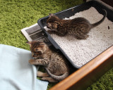 Boy on the toilet and tawnyspotted female no 1 playing with the blanket