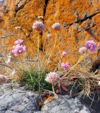 June 18 Eathie beach, Black Isle