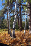 Autumnal colours in the aspen forest