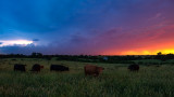 Stormy Sunset with Cattle