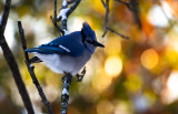 Blue Jay with Fall Colors