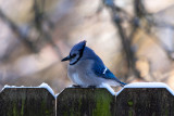 Blue Jay on Fence