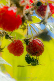 fruit dautomne