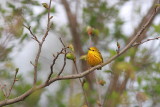 Paruline jaune