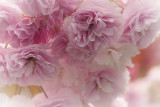 Spring blossom 2018