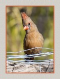 16 11 28 262 Female Northern Cardinal at Portal AZ