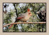 16 11 28 265 Female Northern Cardinal at Portal AZ
