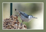 16 10 25 607  White-breasted Nuthatch