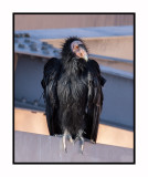 California Condors at Navajo Bridge
