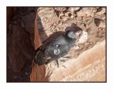 17 10 2392 California Condor at Navajo Bridge