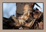 18 2 1 2584 Peek-a-Boo Great Horned Owl in Palm Tree