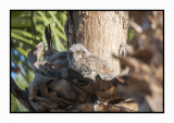 18 3 30 3572 Great Horned Owlet