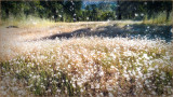 Slow Flight Through Dandelions...