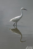 Little Egret / Aigrette Garzette (Egretta Garzetta)