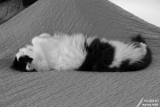 Chibi - Belly up! / Ventre en l'air!