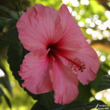 Hibiscus