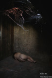 Silvi - Cohabitation with spiders / Cohabitation avec les araignes
