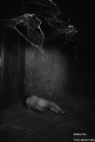 In the attic / Dans le grenier