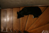 Nemo - Going down the stairs / Descendre les escaliers