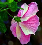 pink and white hibiscus Makena Maui Hawaii