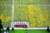 Daffodil Field in Mount Vernon Washington 155