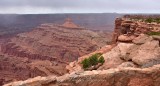 Brave Visitors at Dead Horse Point State Park Moab Utah 409