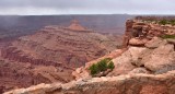 Brave Visitors at Dead Horse Point State Park Moab Utah 409 